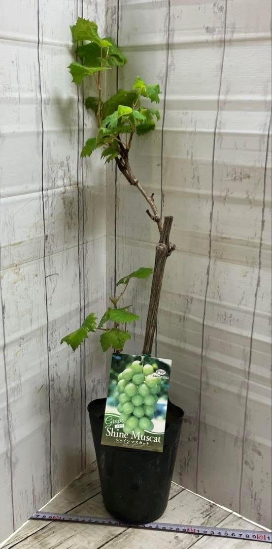 フィカス ウンベラータ 曲がり仕立て 9号 特大苗木最高等級極上